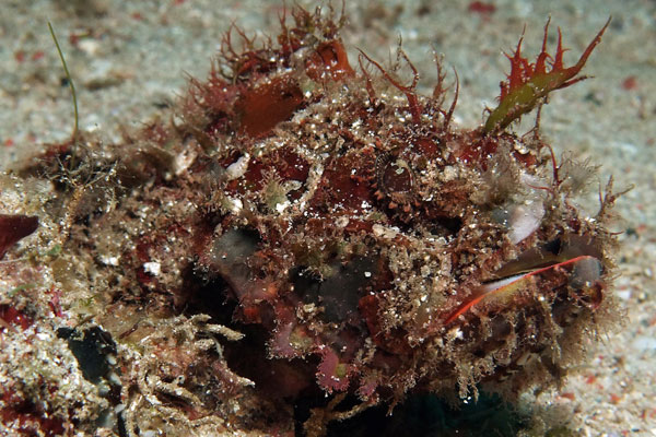 Devil-Scorpionfish-Sabang-Bay