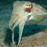 Broadclub Cuttle Fish-Sabang Wrecks