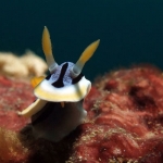 Chromodoris-lochi-Wreck-Point