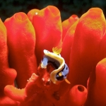 Chromodoris-quadricolor-Lalaguna-Point