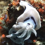 Chromodoris-willani-Coral-Cove