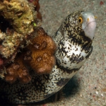 Clouded-Moray-Eel-Sabang-Bay