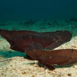 Cockatoo-Waspfish-Giant-Clams