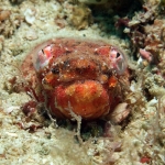 Crocodile-Snake-Eel-Giant-Clams