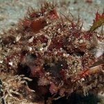 Devil-Scorpionfish-Sabang-Bay