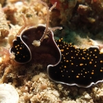 Flatworm-Giant-Clams