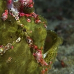 Giant-Frogfish-Profile