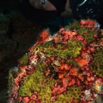 Giant-Frogfish-Sabang-Wrecks