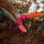 Nudibranch