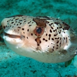 Orbicular-Globefish-Sabang-Wrecks