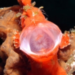 Painted-Frogfish-Sabang-Wrecks