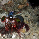 Peacock-Mantis-Shrimp-Dry-Dock