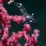 Salt-and-Pepper-Shrimp-Monkey Beach