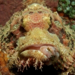 Scorpionfish-SabangWrecks