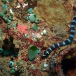 Seasnake-Sabang-Wrecks