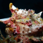 Warty-Frogfish-Sabang-Wrecks