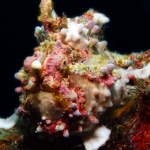 Warty-Frogfish-Sabang-Wrecks2