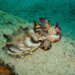 diving-puerto-galera-verde-island-3