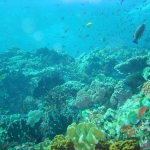 diving-puerto-galera-verde-island-trip-6