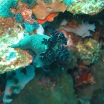 diving-in-puerto-galera-verde-island-trip4