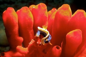 Dive Puerto Galera Chromodoris