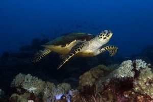 Hawkbill Turtle Sabang Point