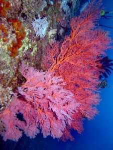 gorgonian verde dive philippines