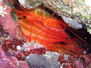 Electric Clam Coral Cove Puerto Galera