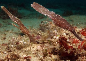 blue ribbondive resort sabang robust ghost pipefish