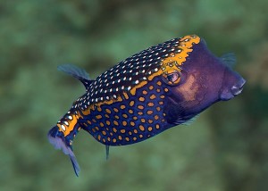 diving in puerto galera