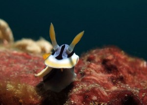 diving in Puerto Galera