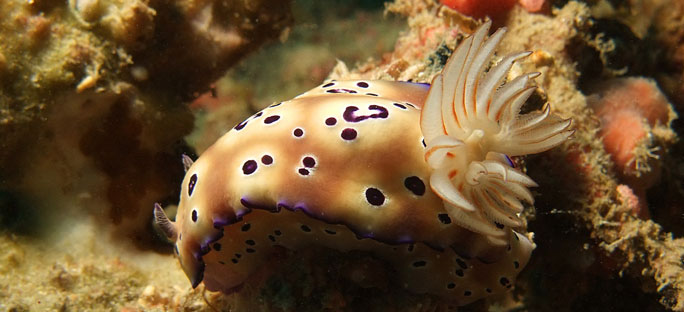 Diving-in-puertogalera-macroPhotography