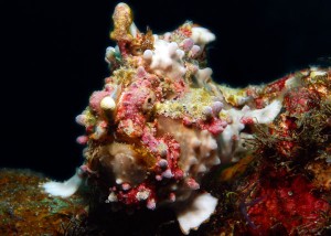 diving in puerto galera