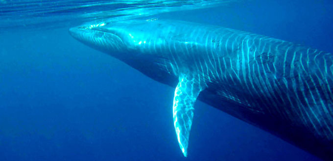 blue-ribbon-dive-resort-puerto-galera-brydes-whale - Blue Ribbon Divers ...