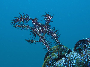 puerto galera resort open water diving philippines