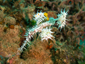 Ornate ghost pipefish in Puerto Galera