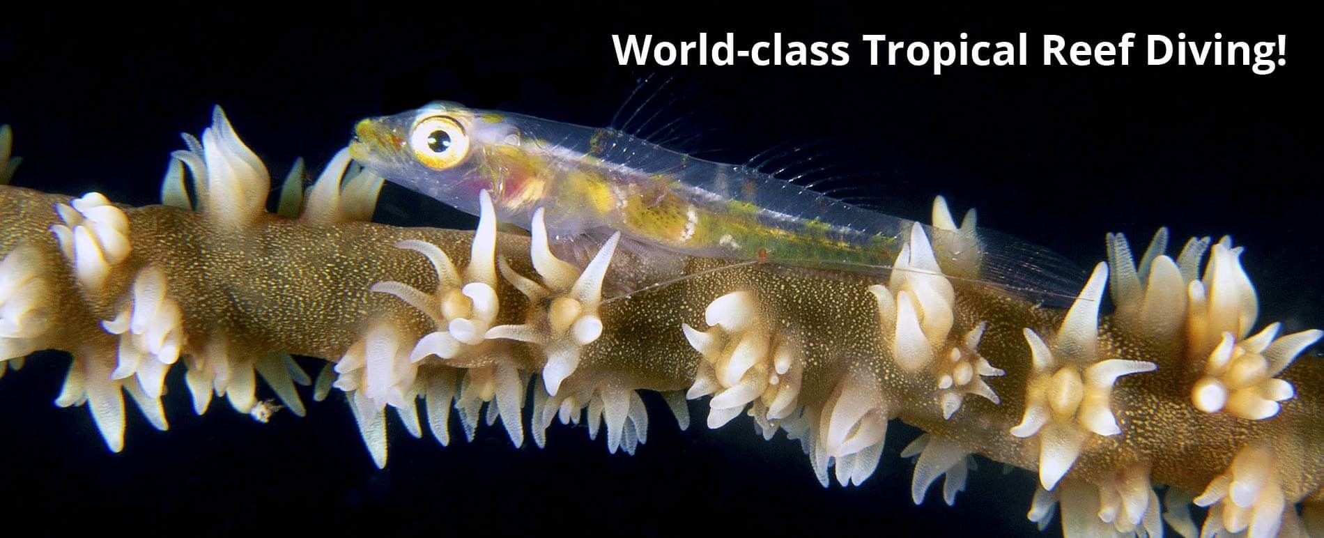 puerto galera diving resort