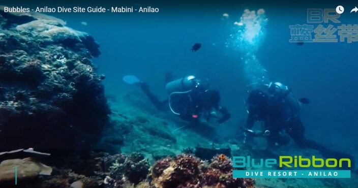 bubbles scuba dive site anilao philippines