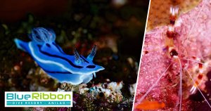 padi digital underwater photography course blue ribbon dive resort anilao