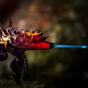 flamboyant cuttlefish hunting