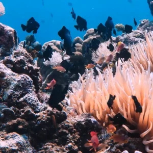 Kirby's Top Pinnacle Photo