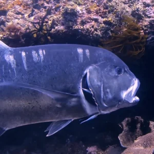Giant trevally at Mainit Point Photo