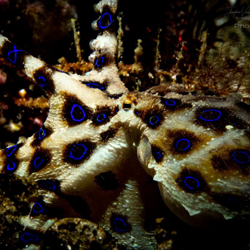 Blue-ringed octopus in Anilao — one of the ocean's most venomous animals