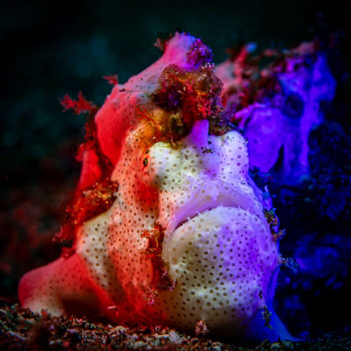 le Frogfish, frogfish coloured by while blue and red lights