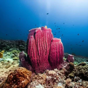 Barrel Sponge by Gary Tyson
