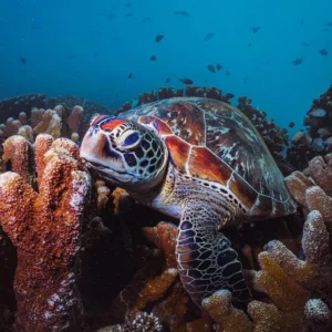 Hawksbill Sea Turtle by Gary Tyson
