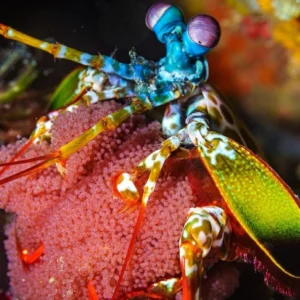 Mantis Shrimp with Eggs by Gary Tyson