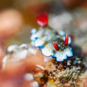 nudibranch by Gary Tyson