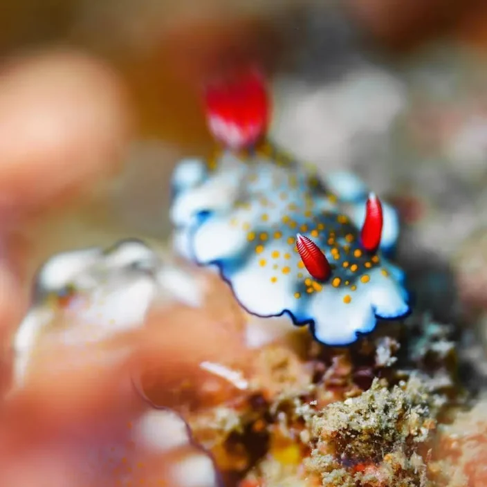 nudibranch by Gary Tyson
