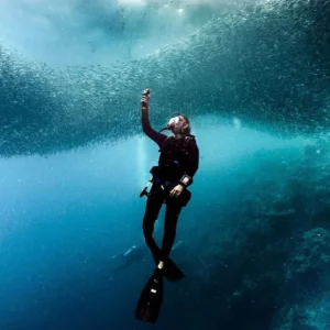 Sardine ball with diver by Gary Tyson